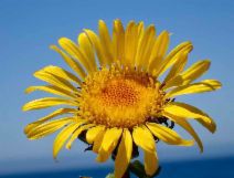 Grindelia hirsutula var. maritima