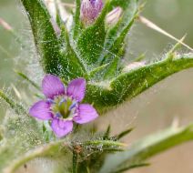 Navarretia atractyloides