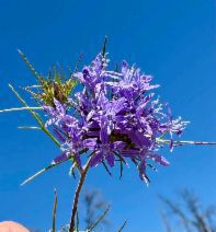 Eriastrum pluriflorum ssp. pluriflorum