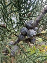Hesperocyparis bakeri