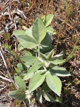 Thermopsis californica