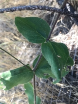 Silene laciniata ssp. californica