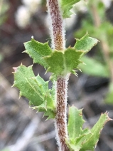 Hazardia squarrosa