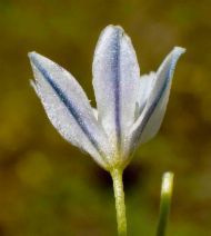Triteleia hyacinthina