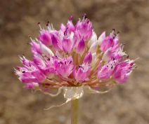 Allium sanbornii var. sanbornii