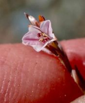Polygonum spergulariiforme