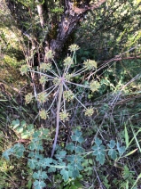 Lomatium repostum