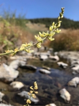 Astragalus clevelandii