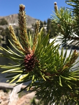 Pinus contorta