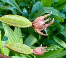 Epipactis gigantea