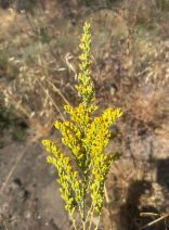 Solidago velutina ssp. californica