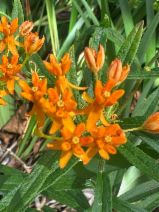 Asclepias tuberosa