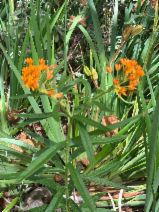 Asclepias tuberosa