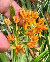 Asclepias tuberosa