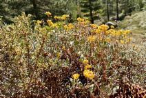 Eriogonum umbellatum var. canifolium