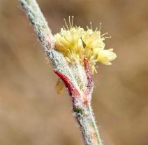 Eriogonum roseum