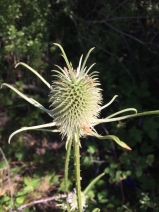 Dipsacus sativus