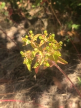 Euphorbia virgata