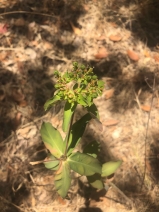Euphorbia virgata