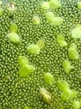 Lemna minuta