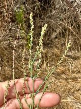 Polygonum argyrocoleon