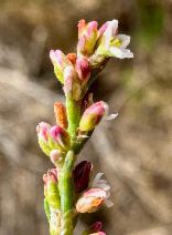 Polygonum argyrocoleon