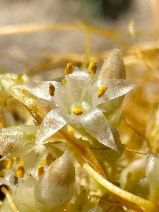 Cuscuta californica