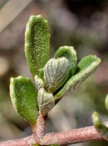Ceanothus roderickii