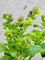Chenopodiastrum murale