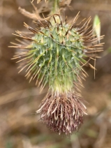 Cirsium vulgare