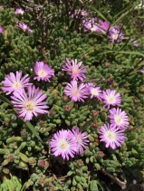 Drosanthemum floribundum