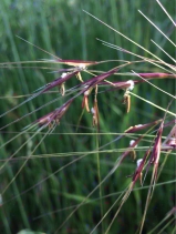 Stipa pulchra