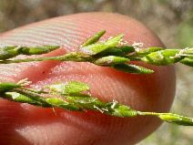 Ehrharta erecta