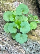 Cymbalaria muralis
