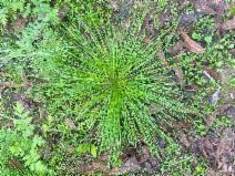 Isolepis cernua