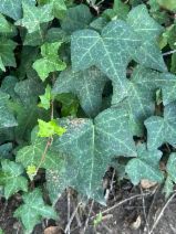 Hedera helix