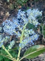 Ceanothus spinosus