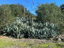 Agave americana - Calflora