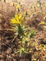 Carthamus lanatus