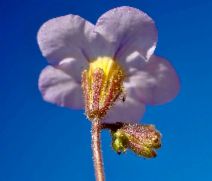 Phacelia fremontii