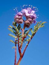 Phacelia tanacetifolia