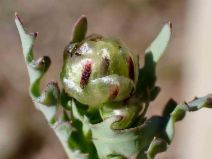 Malacothrix coulteri