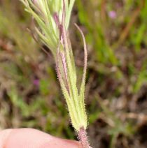 Castilleja brevistyla