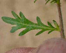 Tropidocarpum gracile