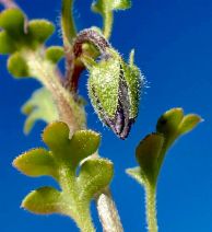 Nemophila menziesii