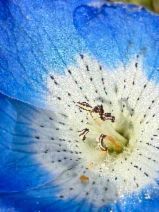 Nemophila menziesii