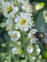 Prunus ilicifolia