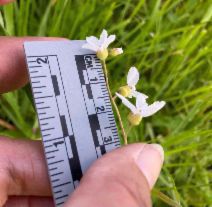 Lithophragma cymbalaria