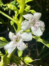 Myoporum laetum
