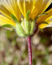 Layia platyglossa